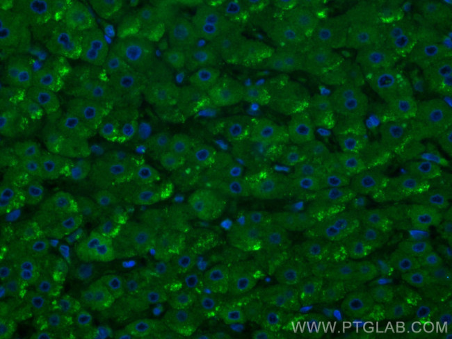 CDK5RAP3 Antibody in Immunohistochemistry (PFA fixed) (IHC (PFA))