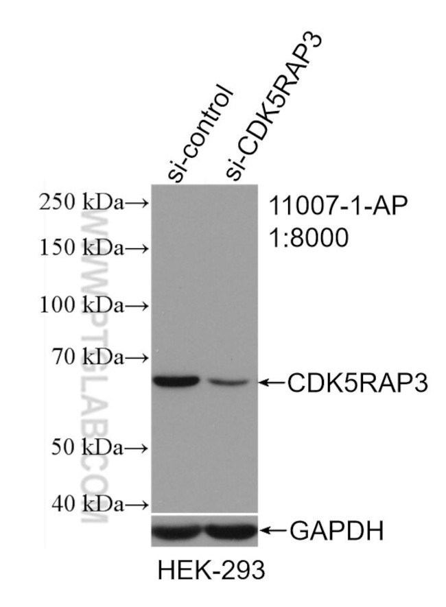 CDK5RAP3 Antibody in Western Blot (WB)