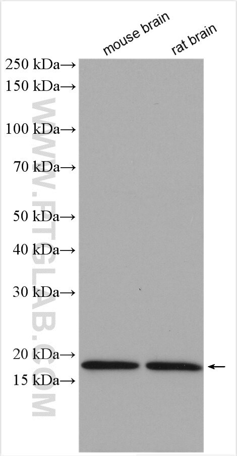 GABARAPL1 Antibody in Western Blot (WB)