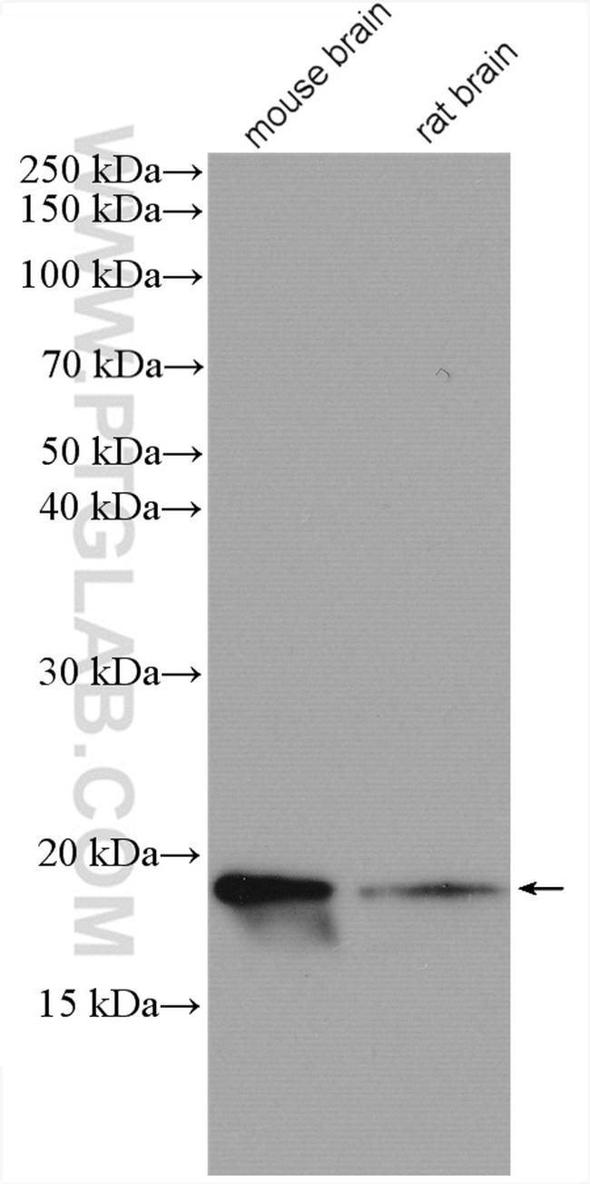 GABARAPL1 Antibody in Western Blot (WB)