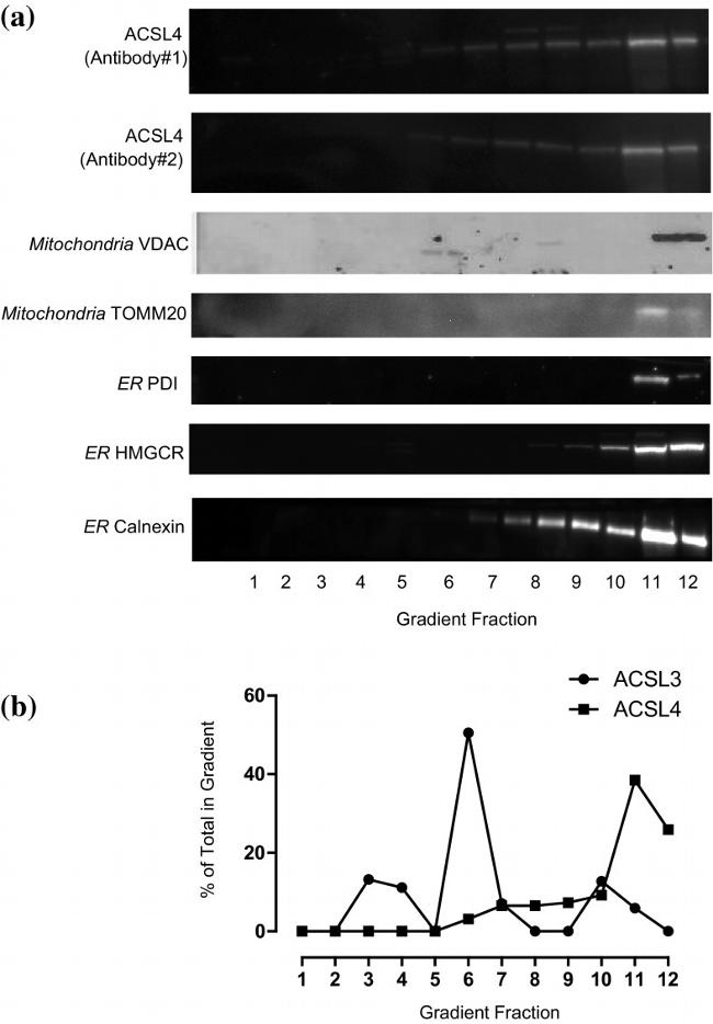 ACSL4 Antibody in Western Blot (WB)