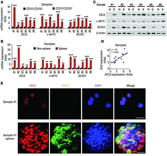 CD13 Antibody in Immunocytochemistry (ICC/IF)