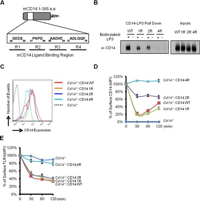 CD14 Antibody in Flow Cytometry (Flow)