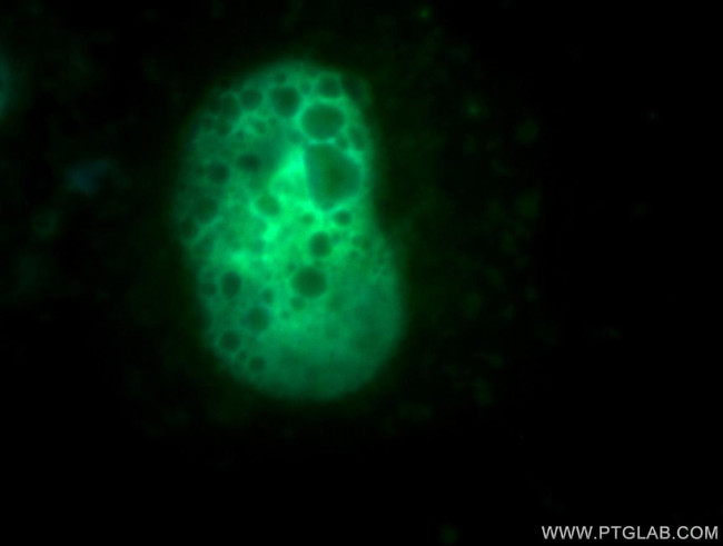 MUS81 Antibody in Immunocytochemistry (ICC/IF)