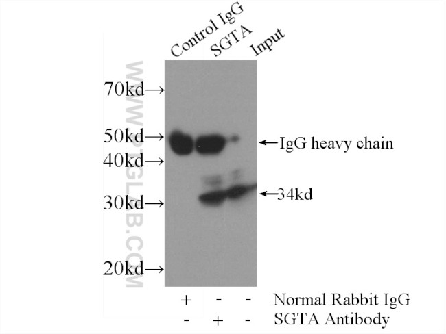 SGTA Antibody in Immunoprecipitation (IP)