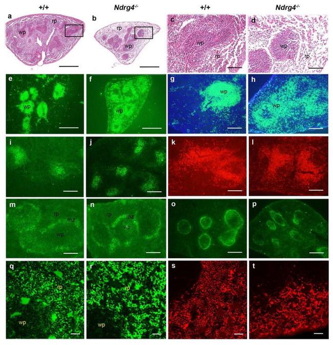 TER-119 Antibody in Immunohistochemistry (IHC)