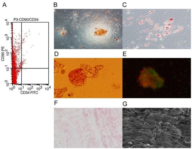 CD90.1 (Thy-1.1) Antibody in Flow Cytometry (Flow)