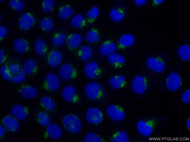 B4GALT3 Antibody in Immunocytochemistry (ICC/IF)