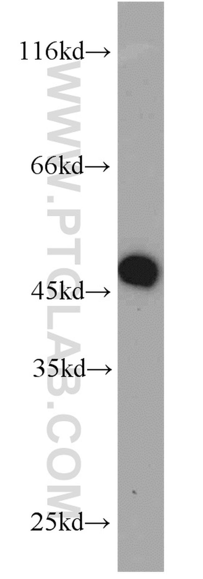 MEK2 Antibody in Western Blot (WB)