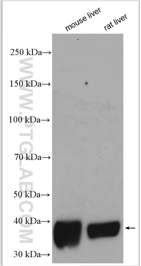 GSNOR/ADH5 Antibody in Western Blot (WB)