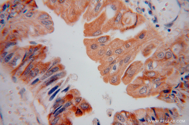 AMD1 Antibody in Immunohistochemistry (Paraffin) (IHC (P))