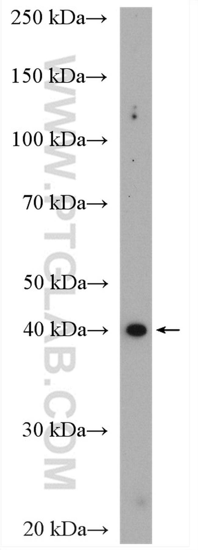 AMD1 Antibody in Western Blot (WB)