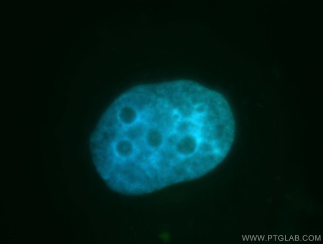 GANP Antibody in Immunocytochemistry (ICC/IF)