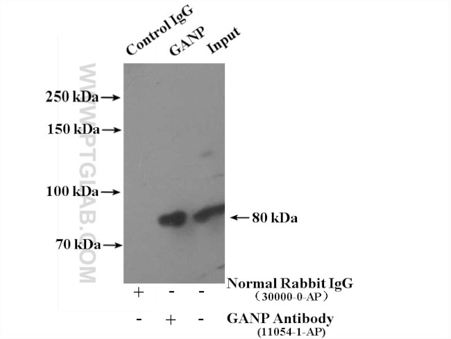 GANP Antibody in Immunoprecipitation (IP)