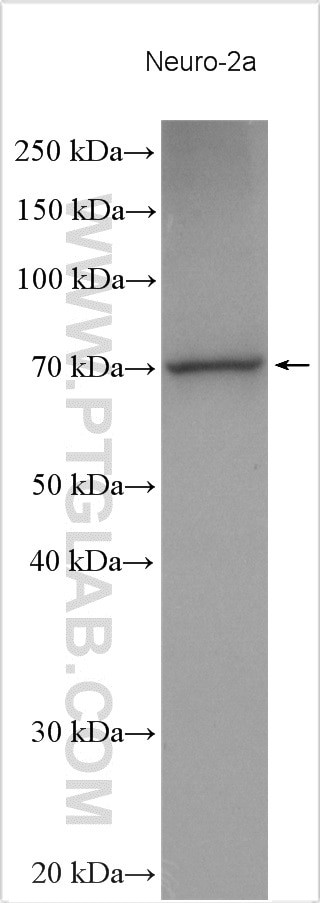 Cirhin Antibody in Western Blot (WB)