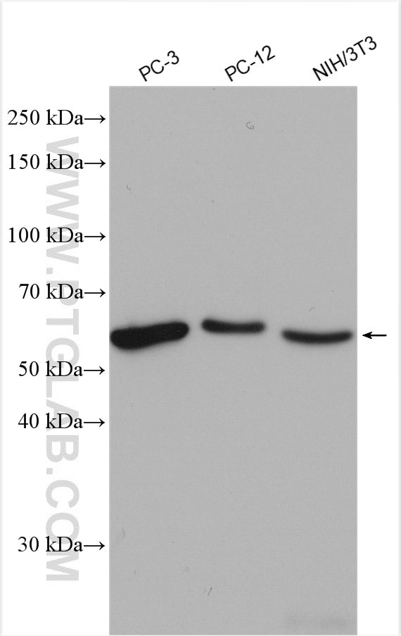 NONO Antibody in Western Blot (WB)