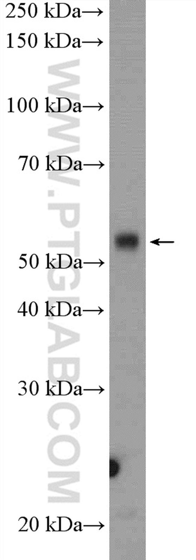 NONO Antibody in Western Blot (WB)