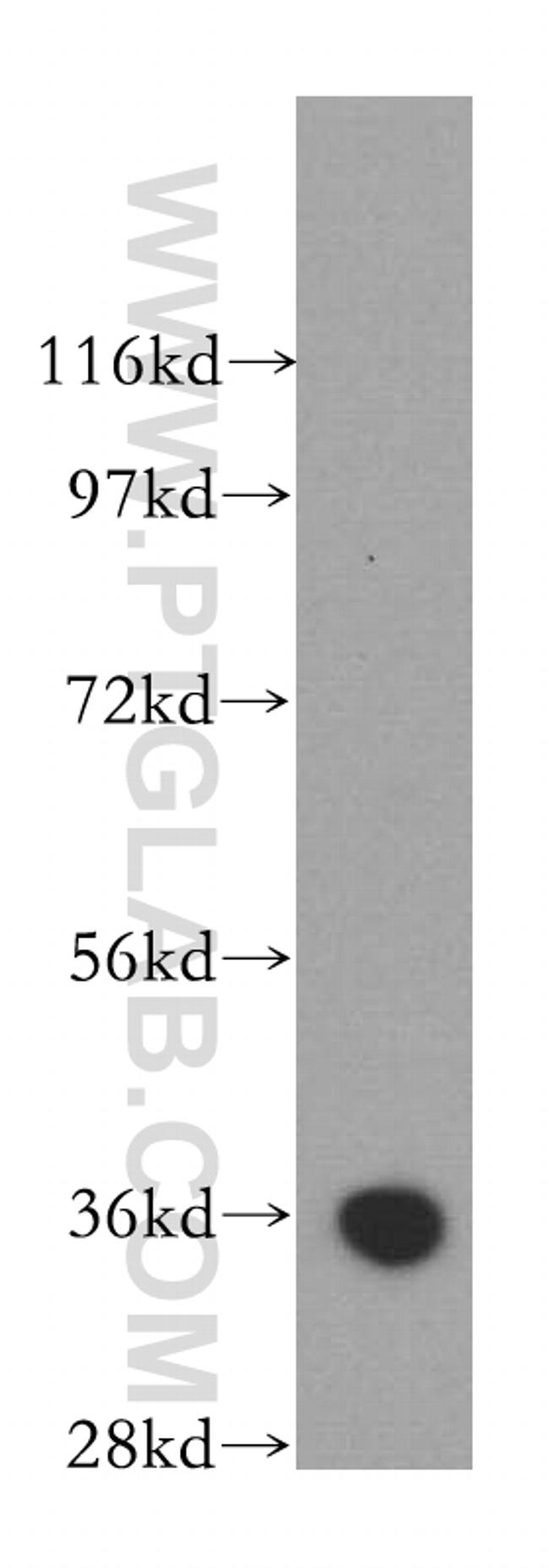 Annexin V Antibody in Western Blot (WB)