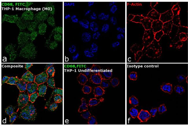 CD68 Antibody