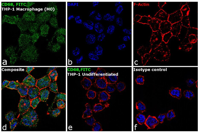 CD68 Antibody in Immunocytochemistry (ICC/IF)