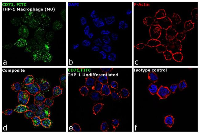 CD71 (Transferrin Receptor) Antibody