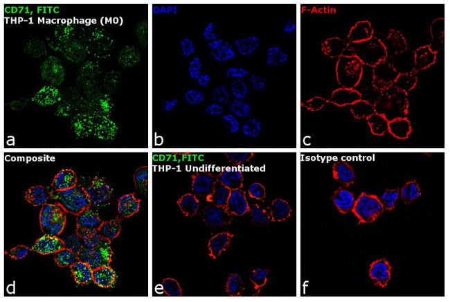 CD71 (Transferrin Receptor) Antibody in Immunocytochemistry (ICC/IF)