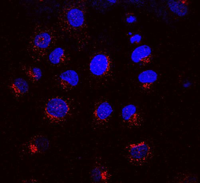 KDEL Receptor Antibody in Immunocytochemistry (ICC/IF)