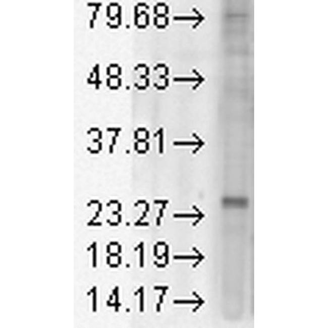 KDEL Receptor Antibody in Western Blot (WB)