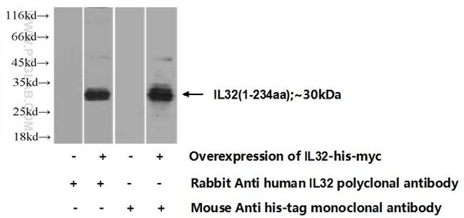 IL32 Antibody in Western Blot (WB)