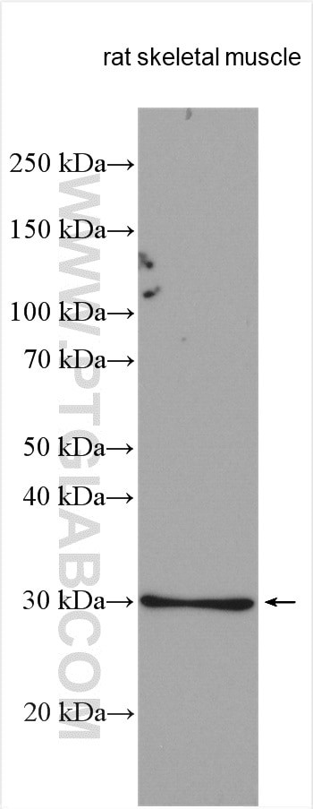 UCP2 Antibody in Western Blot (WB)