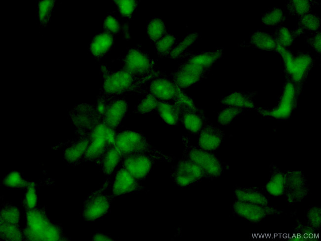 PPP1CC Antibody in Immunocytochemistry (ICC/IF)