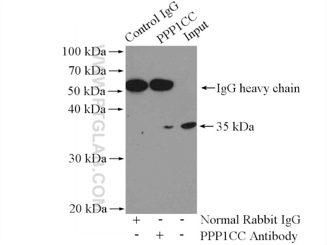 PPP1CC Antibody in Immunoprecipitation (IP)