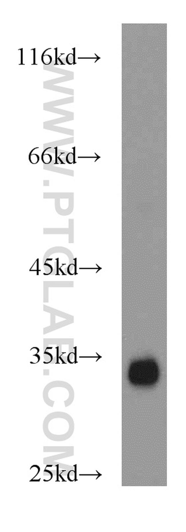 PPP1CC Antibody in Western Blot (WB)