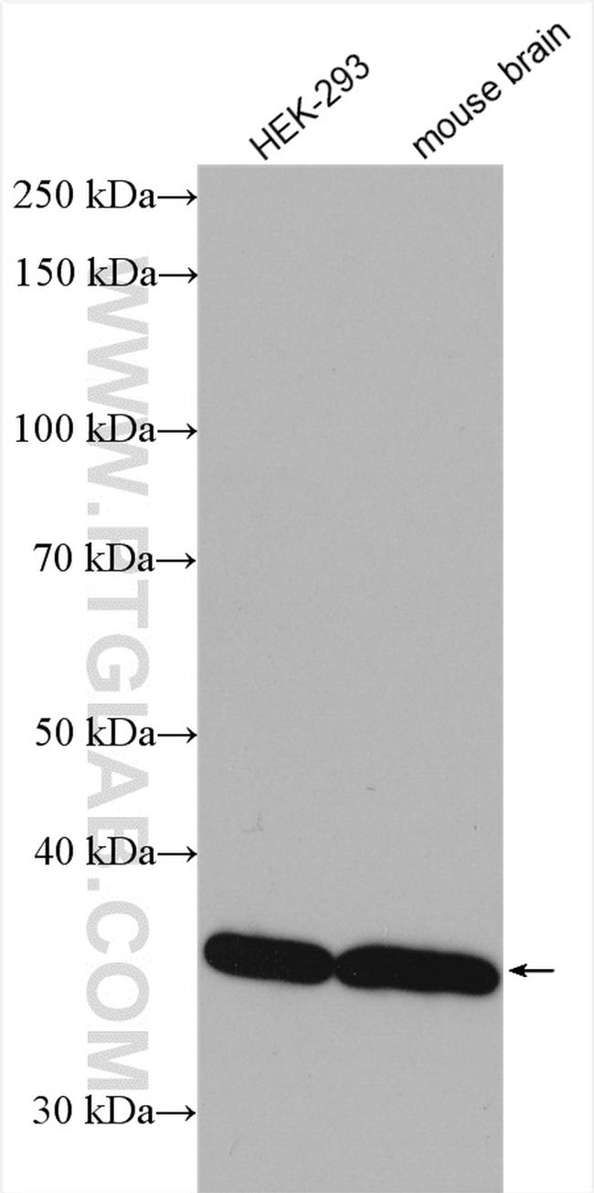 PPP1CC Antibody in Western Blot (WB)