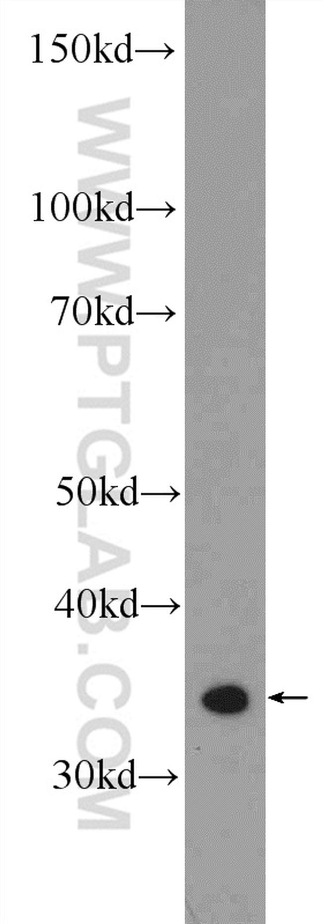 PPP1CC Antibody in Western Blot (WB)