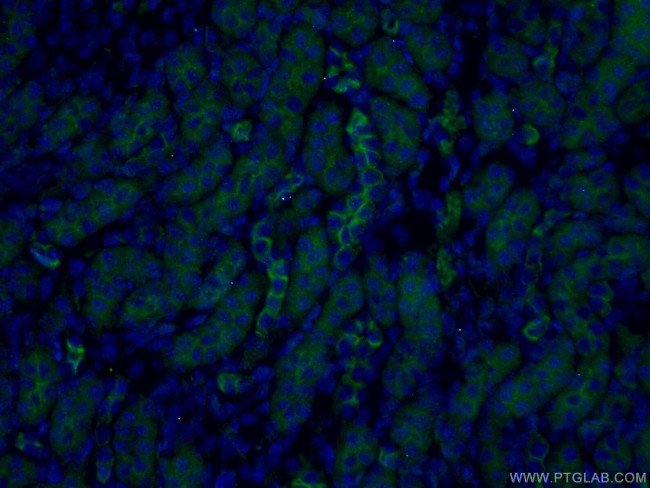 PARD3 Antibody in Immunohistochemistry (PFA fixed) (IHC (PFA))