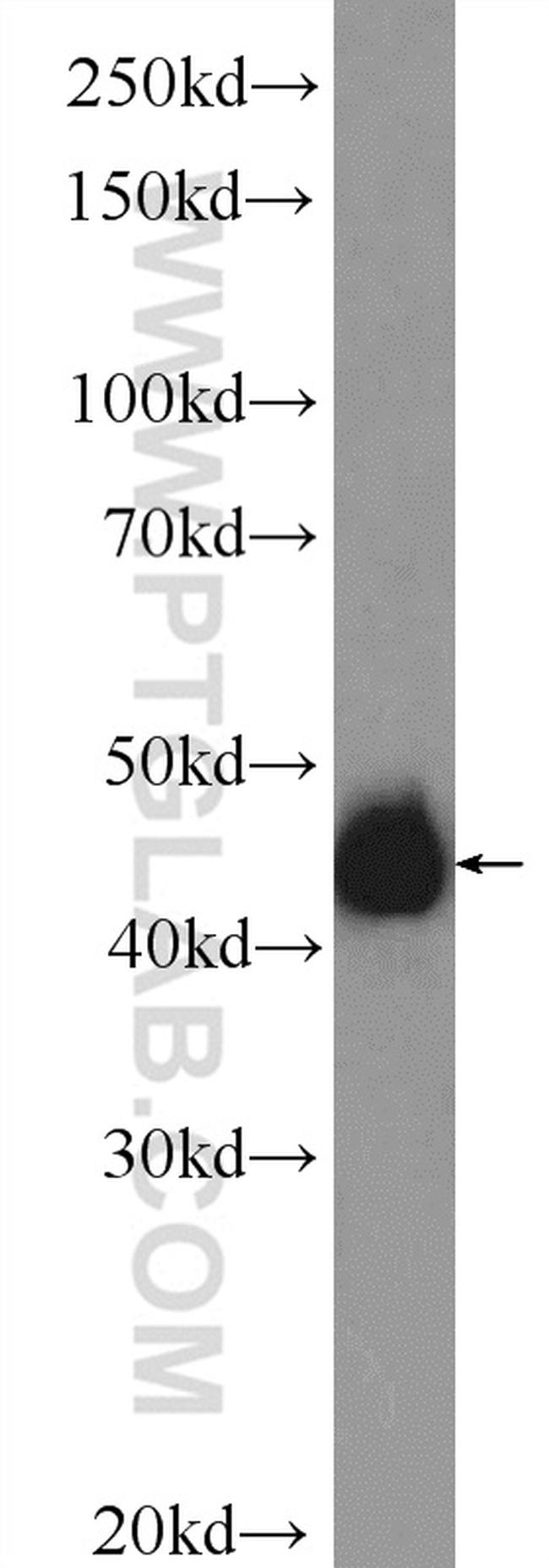 NFE2 Antibody in Western Blot (WB)