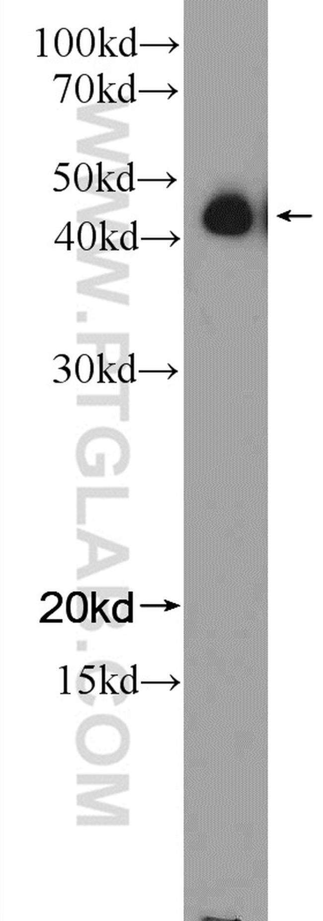 NFE2 Antibody in Western Blot (WB)