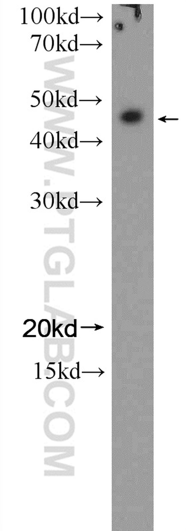 NFE2 Antibody in Western Blot (WB)