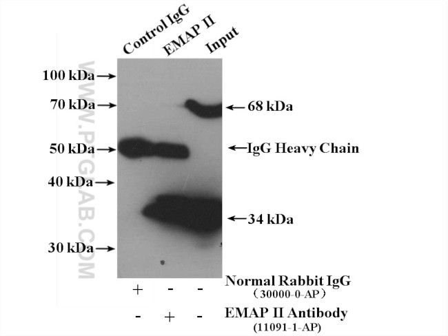EMAP II Antibody in Immunoprecipitation (IP)