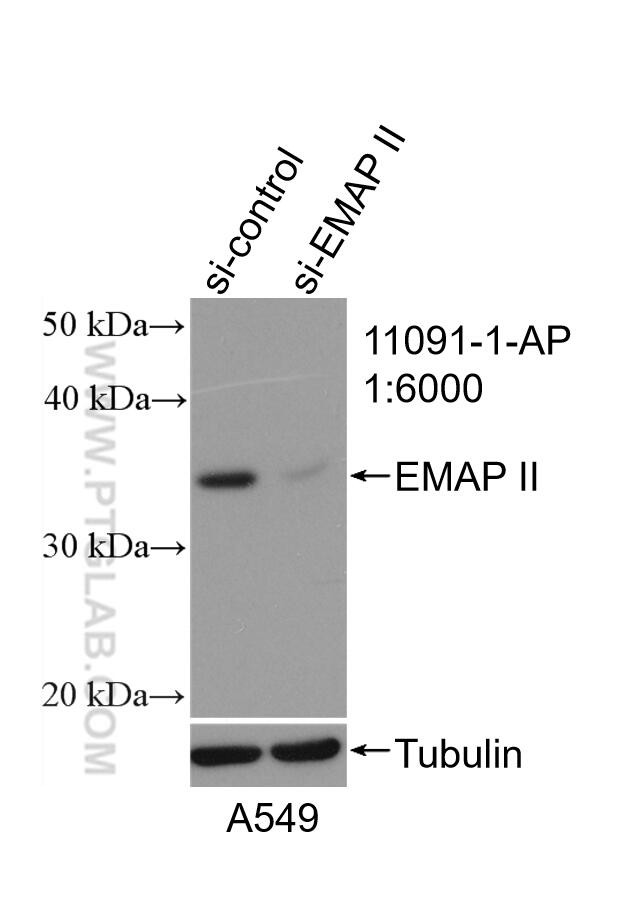 EMAP II Antibody in Western Blot (WB)