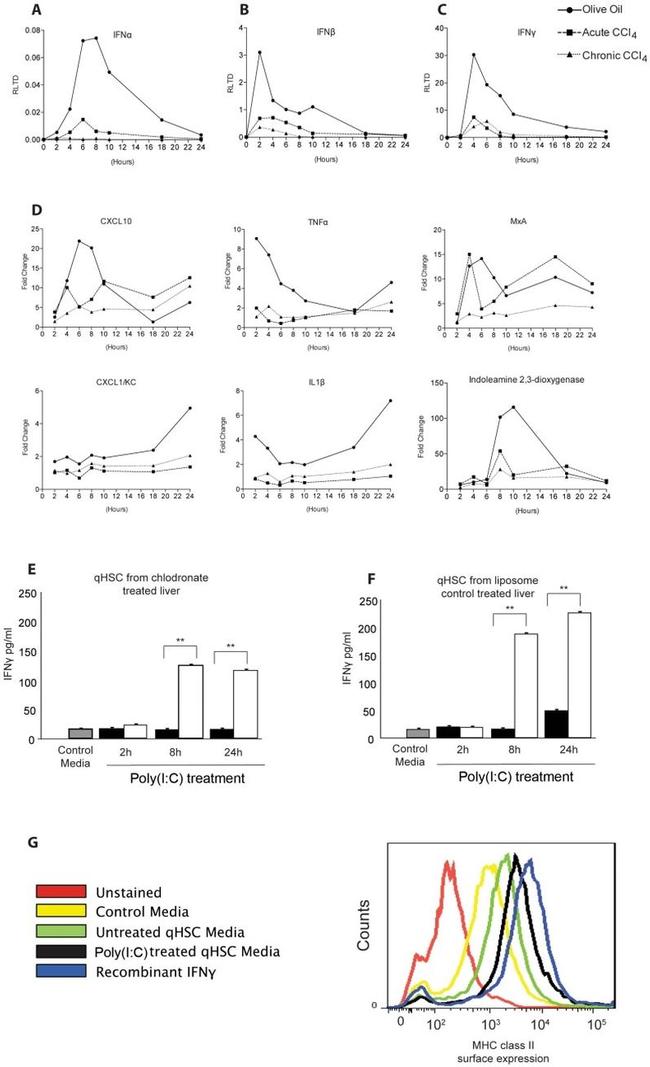 MHC Class II Antibody