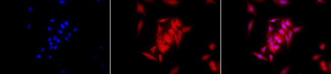 Grp94 Antibody in Immunocytochemistry (ICC/IF)