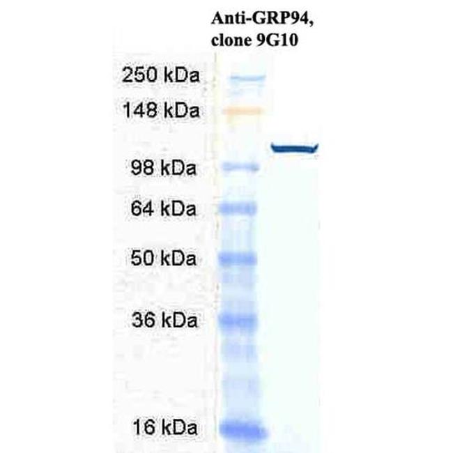 Grp94 Antibody in Western Blot (WB)