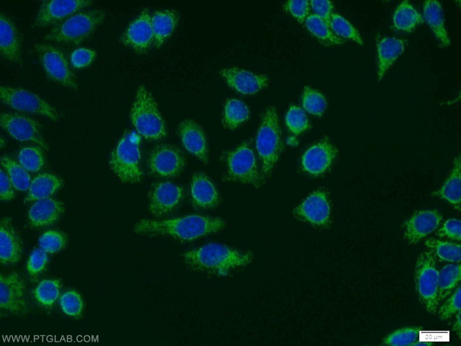 SHMT2 Antibody in Immunocytochemistry (ICC/IF)