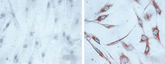 Hsp60 Antibody in Immunocytochemistry (ICC/IF)