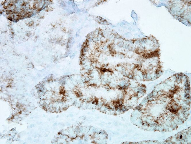 Hsp60 Antibody in Immunohistochemistry (PFA fixed) (IHC (PFA))