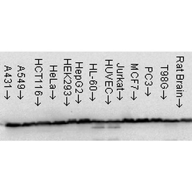 Hsp60 Antibody in Western Blot (WB)