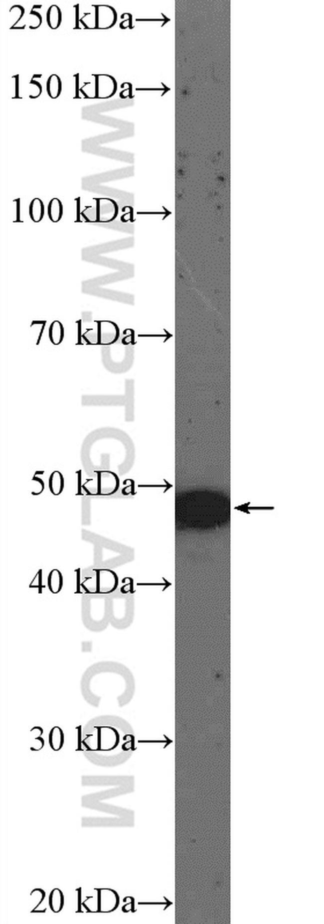 Arrestin C Antibody in Western Blot (WB)