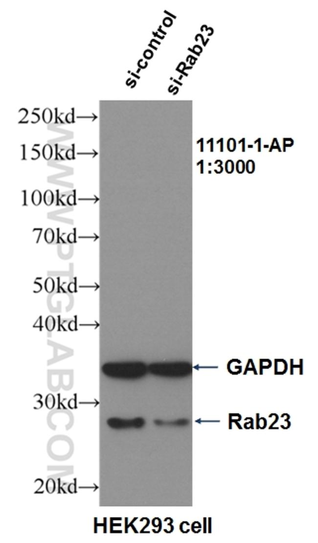 Rab23 Antibody in Western Blot (WB)